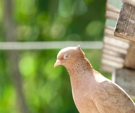 Pets pigeon Stock Photos