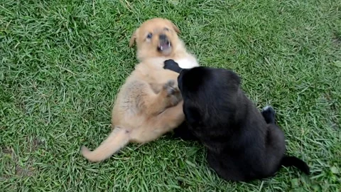 Pets play Stock Footage 130279918