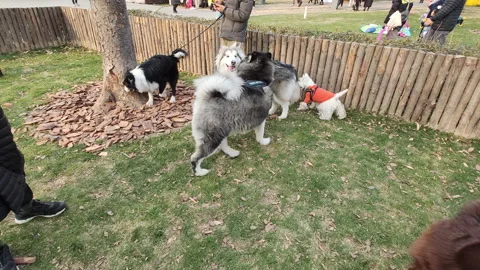 Pets play in the grass in Shanghai Stock Footage 219407089