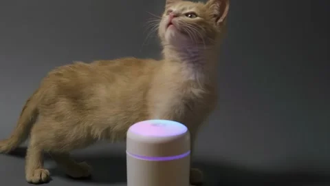 Pets, playful ginger kitten, playing cat, kitten playing with toys Stock Footage 262153640