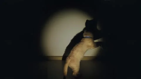 Pets, playful red kitten, playing cat, kitten playing with toys Stock Footage 262154118