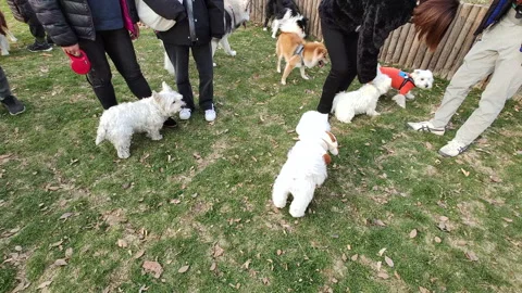 Pets playing in the grass in Shanghai Stock Footage 219407201