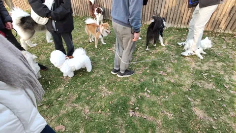 Pets playing in the grass in Shanghai Stock Footage 219407283