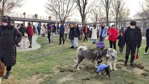 Pets playing in the grass in Shanghai Stock Footage 219407328