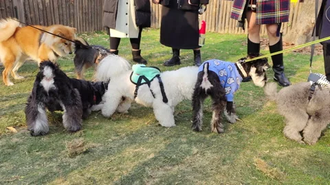 Pets playing in the grass in Shanghai Stock Footage 219407820