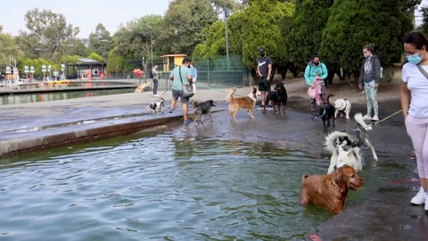 Pets playing in the water at Lake Chapultepec Stock Footage 171433632