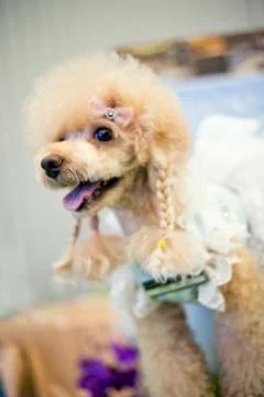 Pets, Poodle Stock Photos