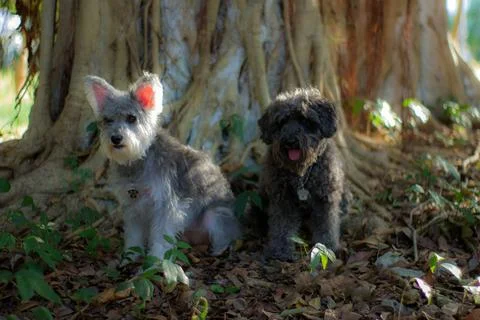 Pets posing Stock Photos