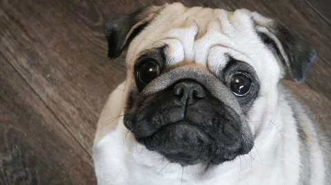 Pets. Pug-dog Stock Footage 68348167