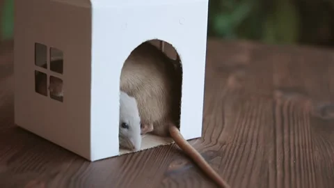 Pets. Rats sit in a cardboard house and eat cheese.. Stock Footage 170882683