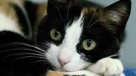 Pets. A sick cat lying on a litter in a hospital of the veterinary clinic. HD 库存影片 76619359
