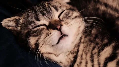 The pets sleep.A pet kitten sleeping on the sofa. Stock-Footage 336810100