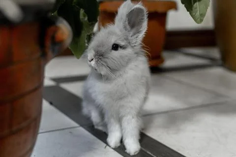 Pets, a small gray thoroughbred hare Stock Photos