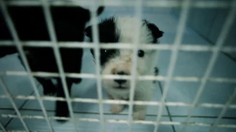 Pets. Three cute mongrel puppies living in the cage of veterinary hospital. HD Stock Footage 76694722