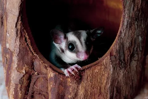 Pets on tree hole Stock Photos