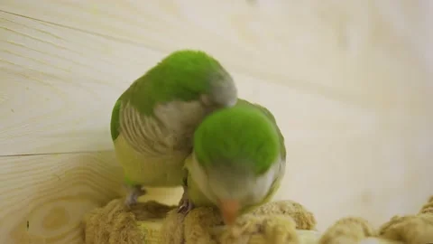 Pets two cute little parrot chicks play with their beaks. friendship pet birds Stock Footage 236711151