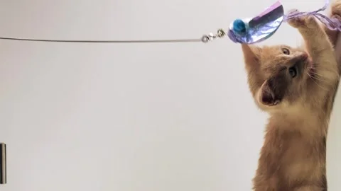 Pets, vertical shooting, playful red kitten, cat playing Stock Footage 262156287