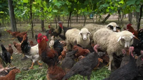 Pets in the vineyard Stock Footage 200929557
