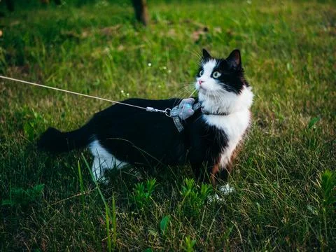 Pets walk outdoors Stock Photos