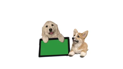 Pets on a white background. electronic tablet with green screen Stock Footage 119868465