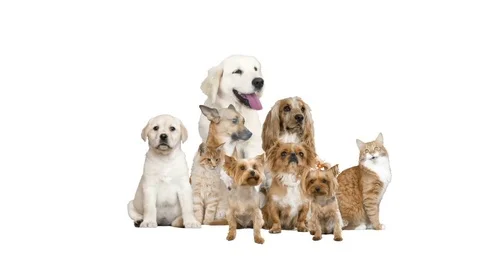 Pets on a white background Видео 79707382