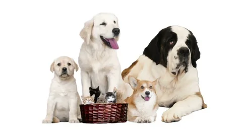 Pets on white background Stock Footage 83937344