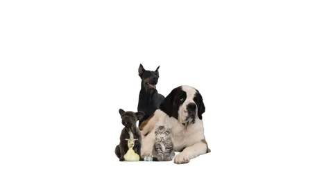 Pets on white background Stock Footage