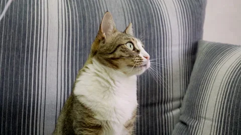 Pets. White with gray striped cat playing with a white ribbon on the couch. 4K Vídeo Stock 88285272