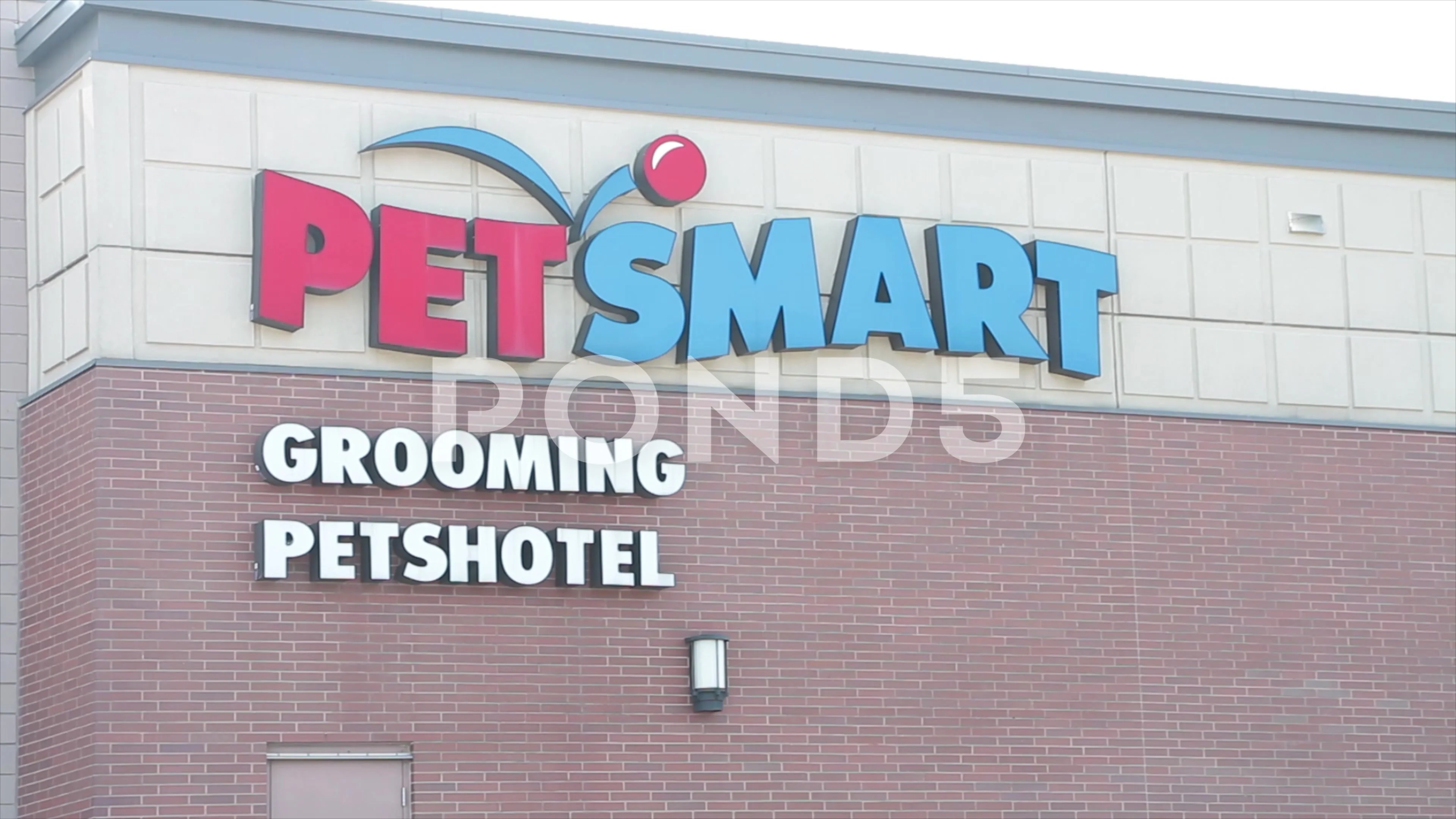 Motion of funny guinea pigs in cage inside petsmart store with 4k