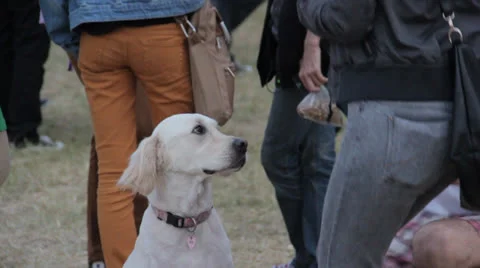 Petted dog Stock Footage
