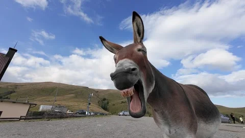Petted donkey having a funny reaction by laughing and shaking his ears Stock Footage 280021850