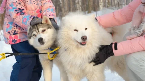 Petting Alaskan Malamute and Samoyed Stock Video Pond5