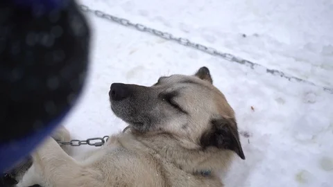 Petting and showing affection towards snow dog or husky Stock Footage 128949405