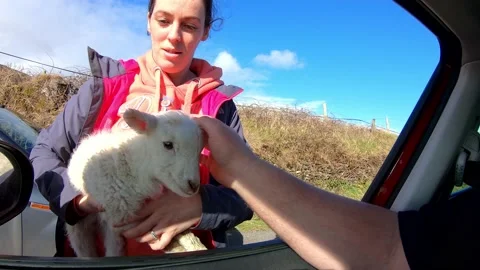 Petting A Baby Lamb On The Dingle Peninsula In Ireland Stock Footage 159190894
