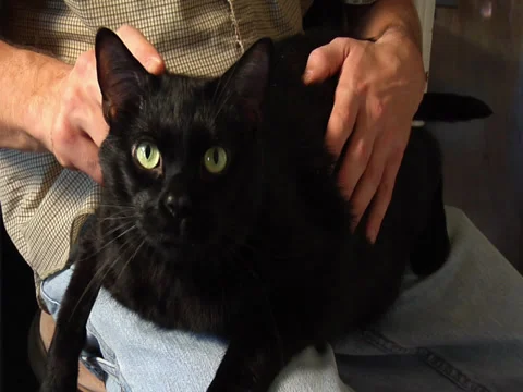 Petting Black Cat Видео 37014827