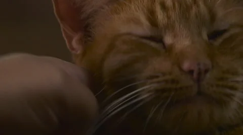 Petting a cat Stock Footage 52064405