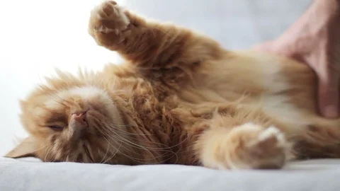 Petting Cat Video stock 96239470