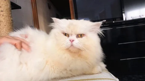 Petting Cat Video stock 98688436