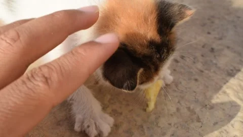 Petting cat Stock Footage 133920055