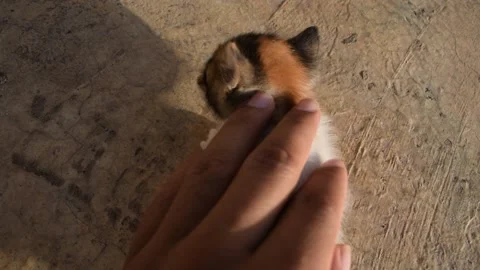 Petting cat Stock Footage 133920750