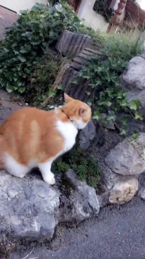 Petting cat outside Stock Footage 161784815