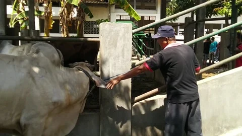 Petting cows on the farm Video stock 169860459