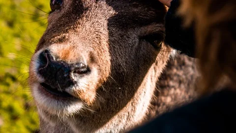 Petting Cute Deer Stock Footage 106536258