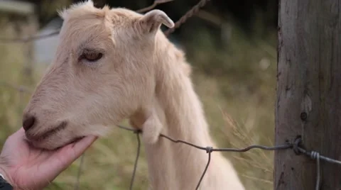 Petting cute goat, close up Stock Footage 57403745