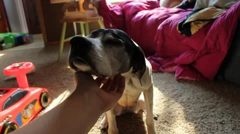 Petting dog Stock Footage 8938499