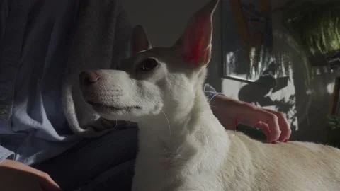 Petting the dog Stock Footage 148179156