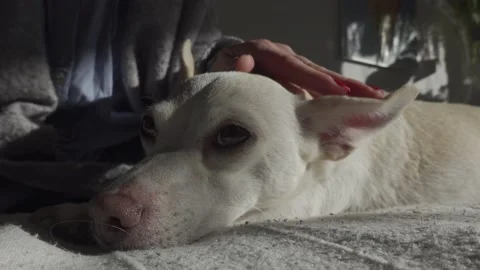 Petting the dog Video stock 148179166
