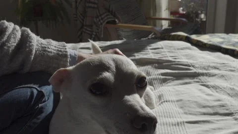 Petting the dog Video stock 148179168