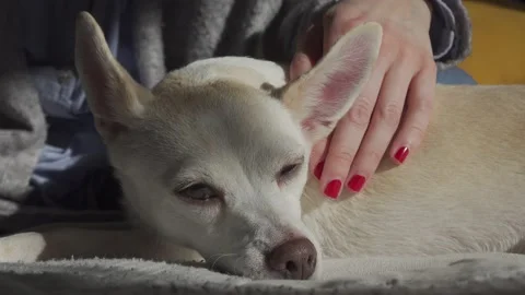 Petting the dog Stock Footage 148179201