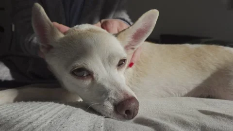 Petting the dog Stock Footage 148179205